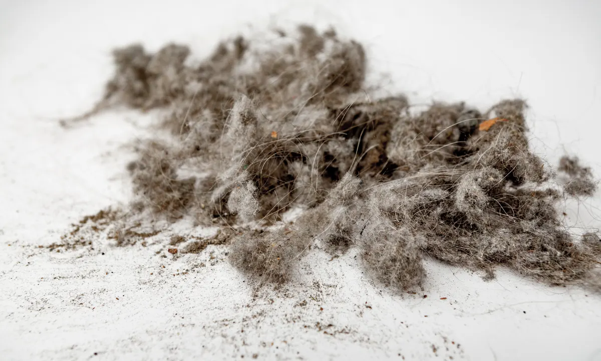What Are Dust Bunnies?